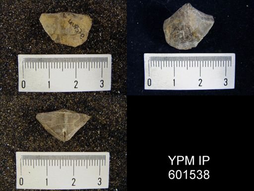 Cyrtina heteroclita