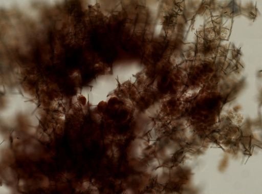 Haliclona