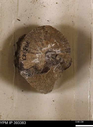 Scaphites sp.