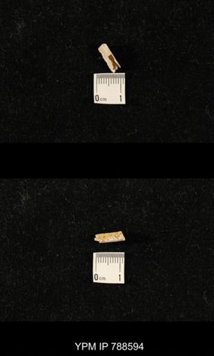 taxon undetermined