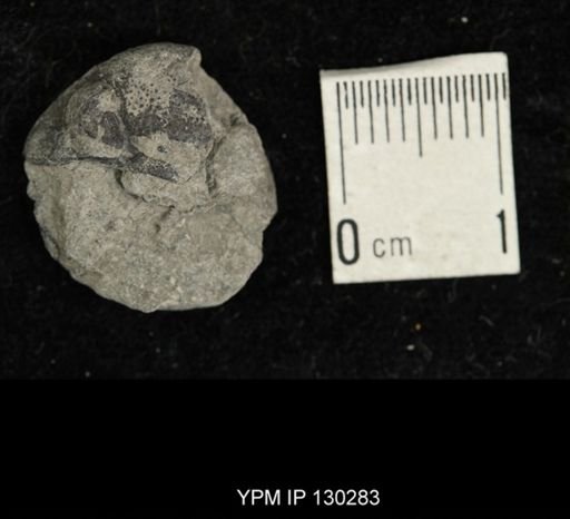 Eldredgeops rana