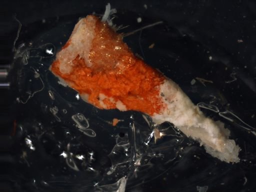 Fungia