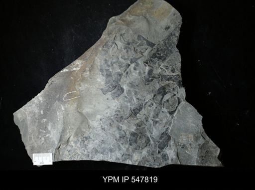 undet. Eurypterida
