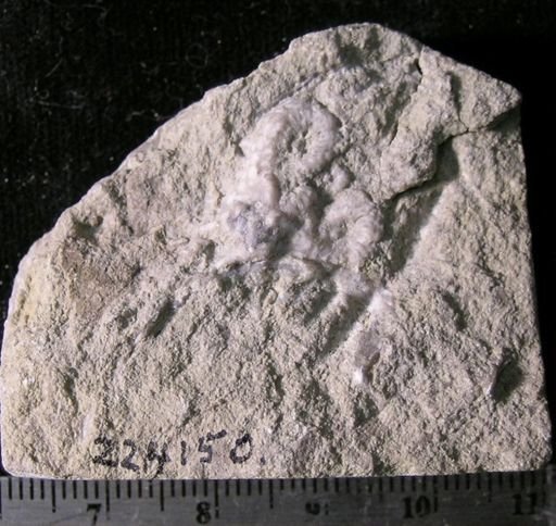 Calyptactis spinosus