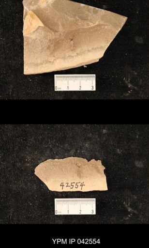 Hexapoda