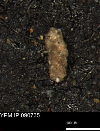 Ammobaculoides whitneyi