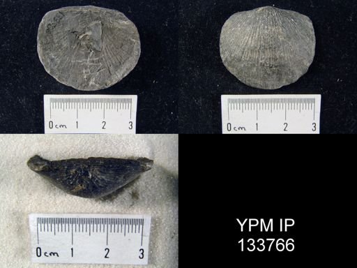 Stropheodonta demissa