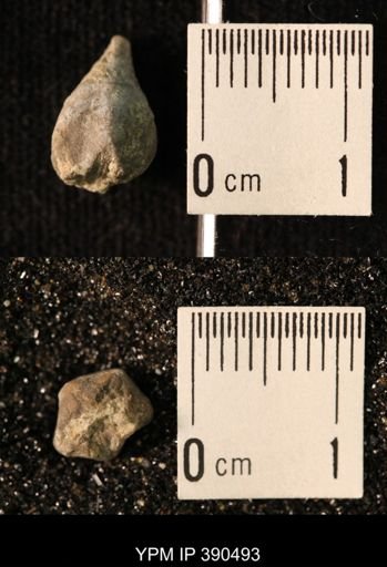 Heteroschisma
