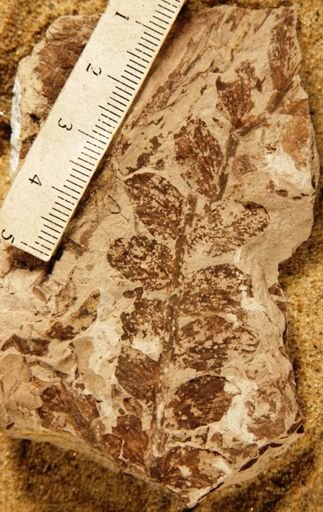 Thinnfeldia dutoiti