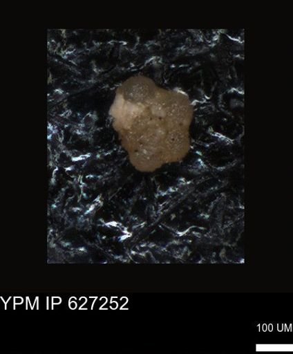 undet. Foraminiferida