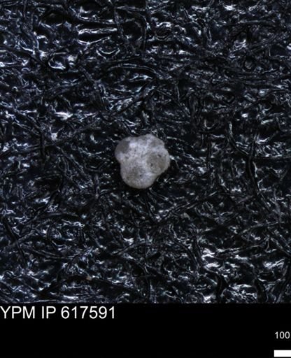 undet. Foraminiferida