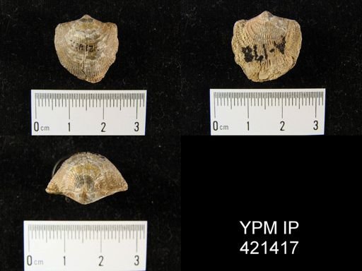 Atryparia?