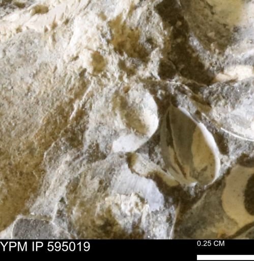 Protocardia sp.