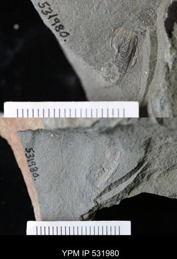 Eoconularia?