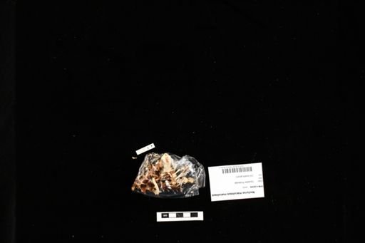 Necturus maculosus maculosus