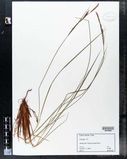 Carex stricta