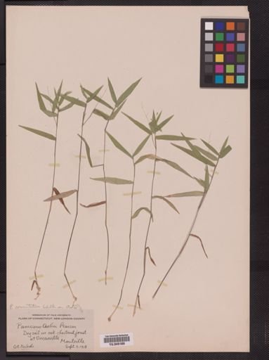 Panicum commutatum