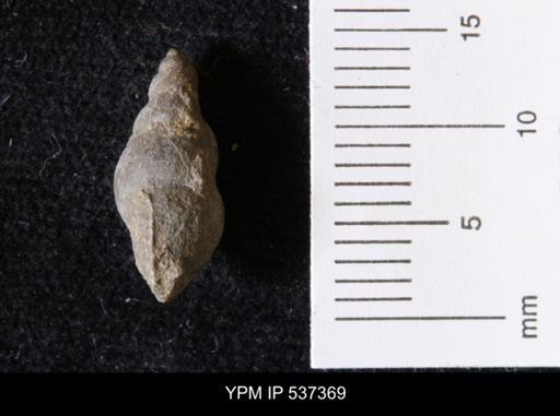 Goniobasis ortmanni