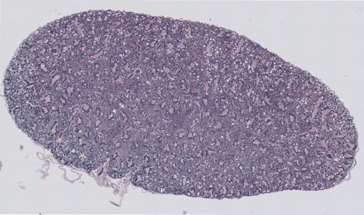 Rana clamitans