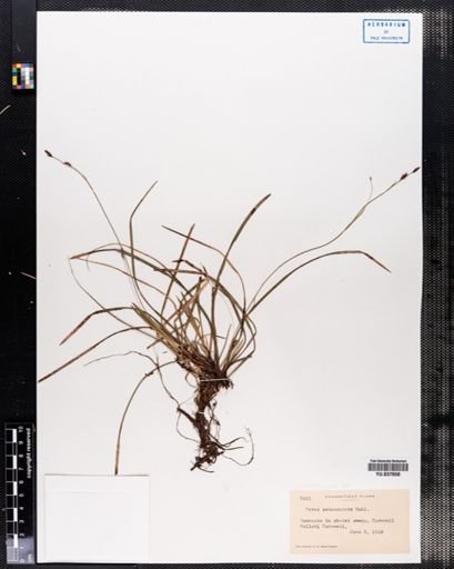 Carex pedunculata