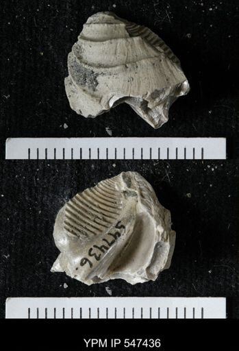 Pterotrigonia sp.