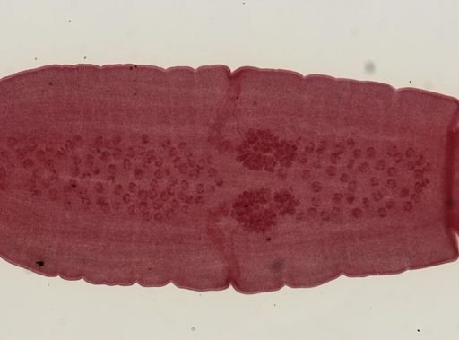 Dipylidium caninum
