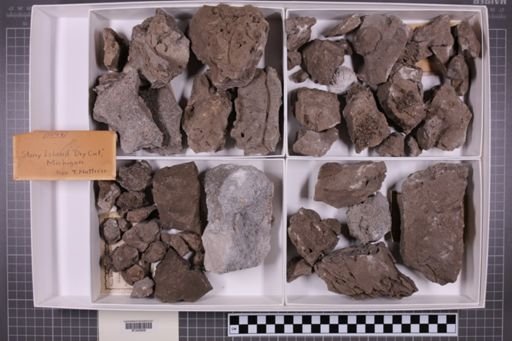 mixed taxa, stratigraphic collection