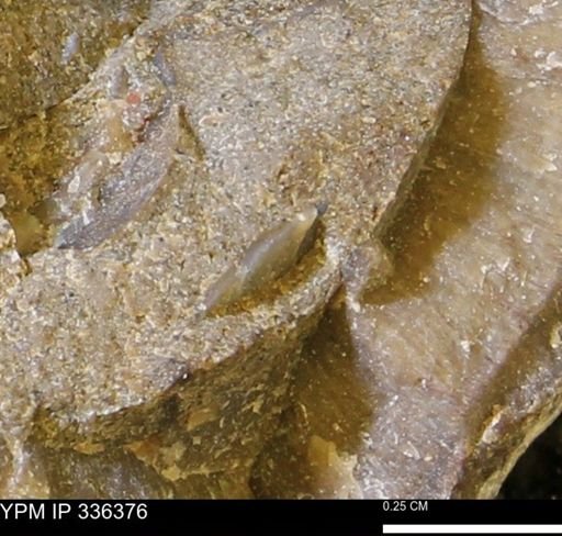 undet. Mollusca