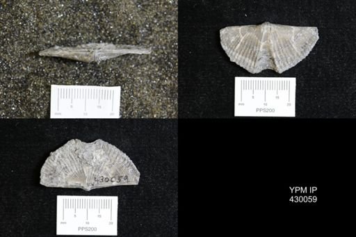 Mucrospirifer mucronatus