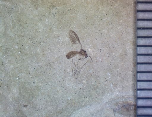 undet. Nematocera