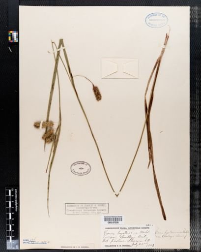 Carex hystericina