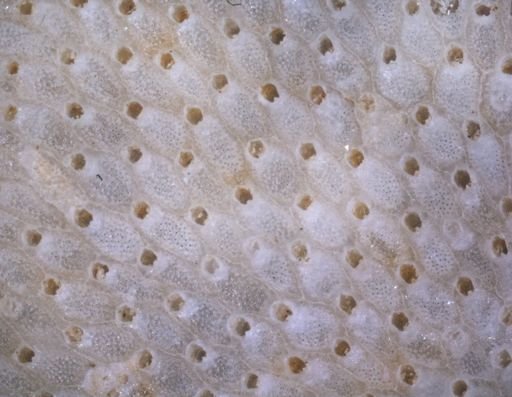 Smittina landsborovii