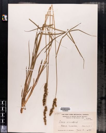 Carex annectens