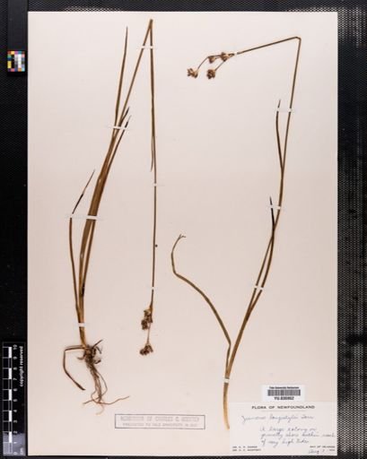 Juncus