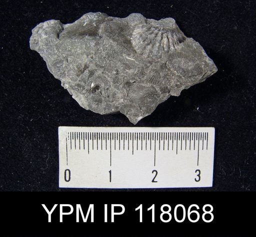 Atrypa reticularis