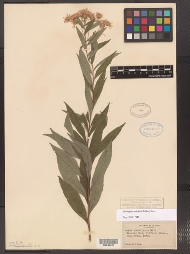 Doellingeria umbellata