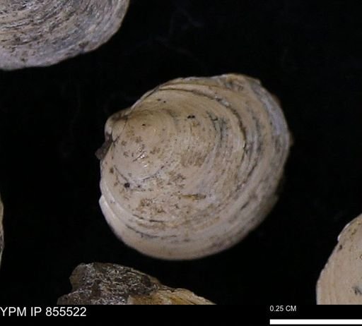 Limopsis striatopunctatus