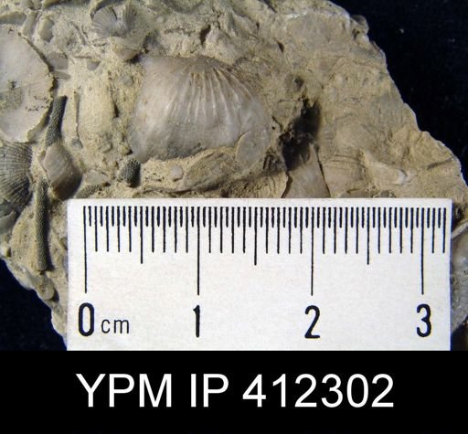 Sulcatostrophia sp.