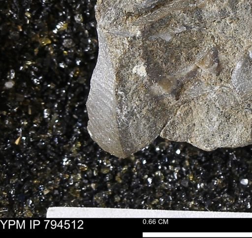 Oxytoma (Hypoxytoma) nebrascana