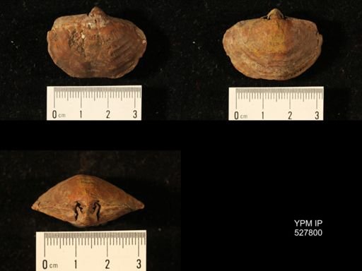 Athyris cf. lamellosa