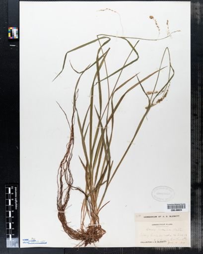 Carex prasina