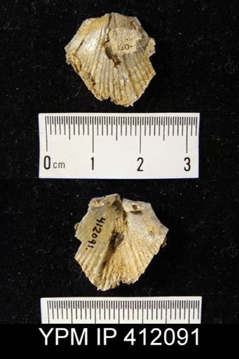 Spirifer sp.