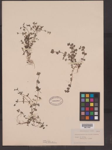 Chrysosplenium americanum