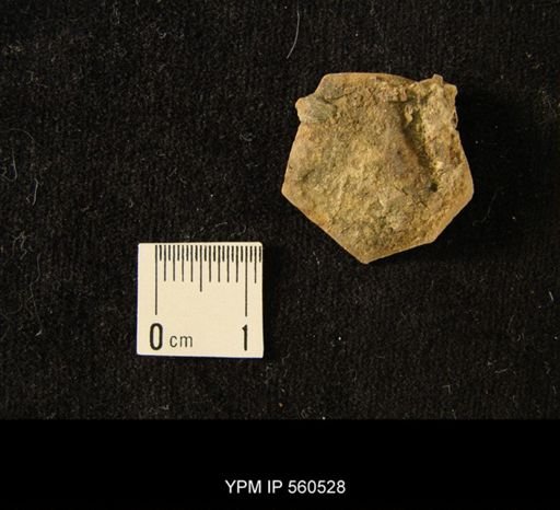 undet. Cystoidea