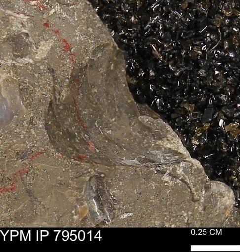 undet. Mollusca