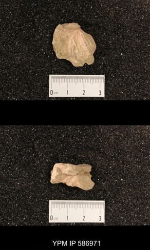 Rhynchotrema capax