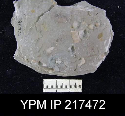 Crurithyris sp.