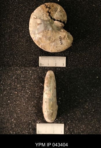 Hoploscaphites nicolletii