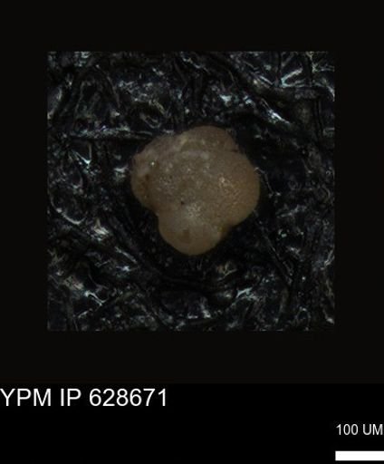undet. Foraminiferida