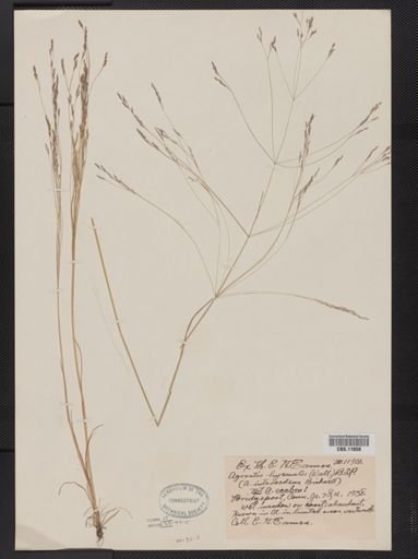 Agrostis hyemalis